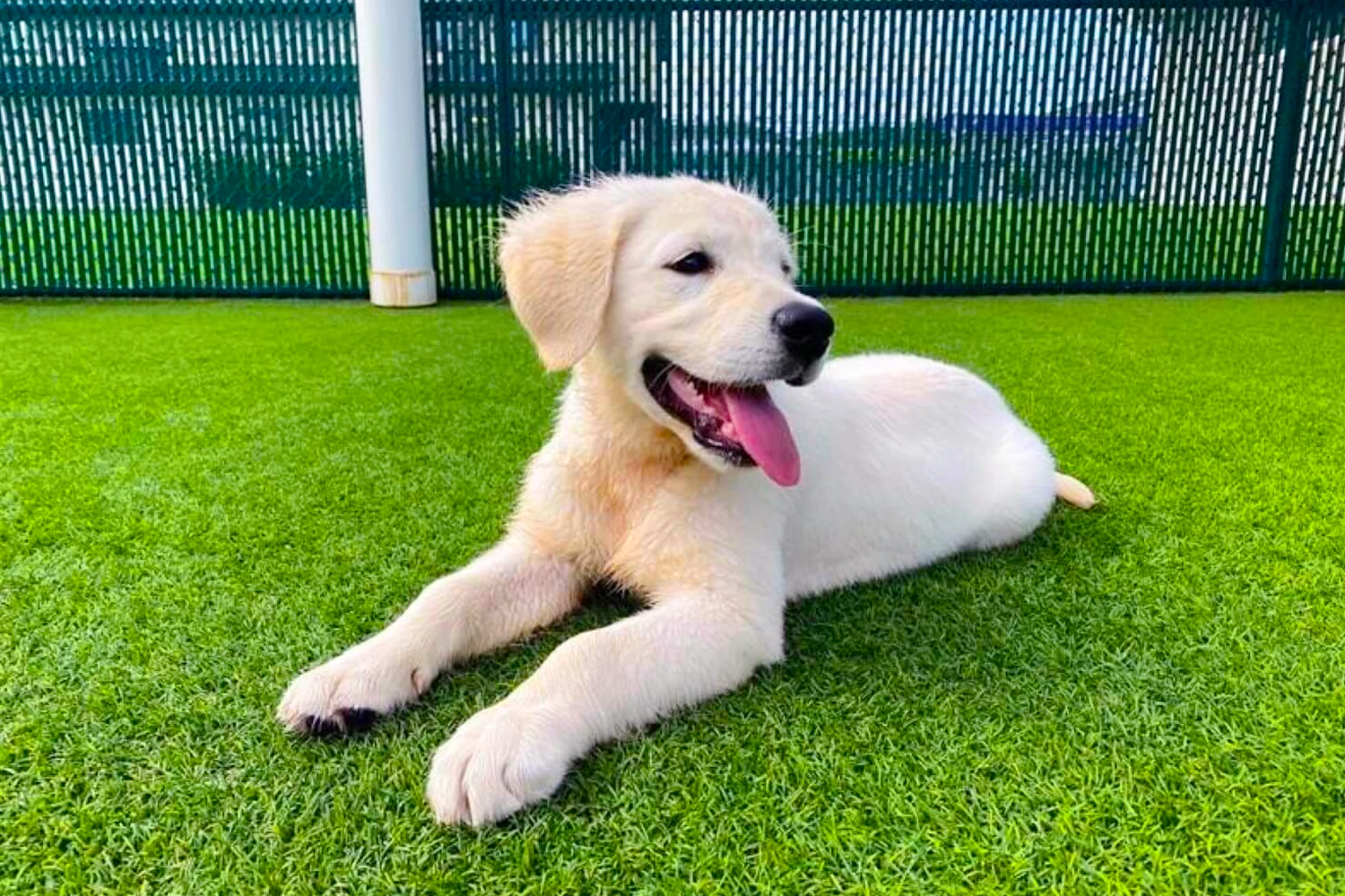 Pet Friendly Turf Installation in Porter, TX